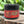 Skully's Autumn Reserve beard and body conditioning butter jar with black lid on a white background