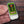 Zombie brew tobacoo and bay leaf solid cologne for men